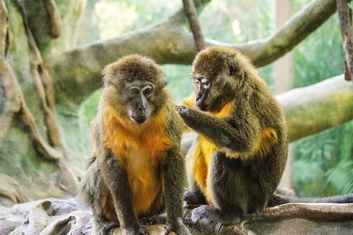 Monkeys communicate through sounds, actions, and expressions