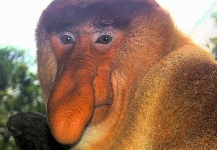 Proboscis monkey is considered the ugliest animal in the world