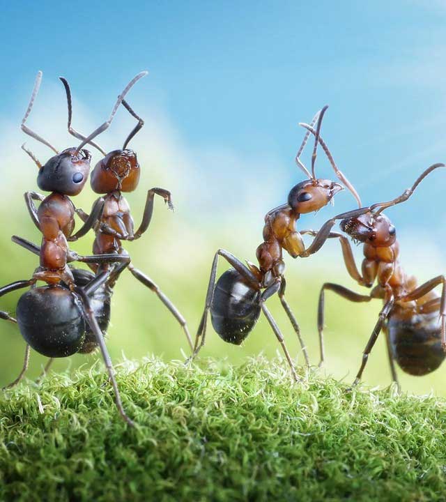 In reality, the scenario of ants the size of elephants is unlikely to happen.