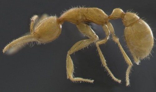 Unknown Facts About Ants