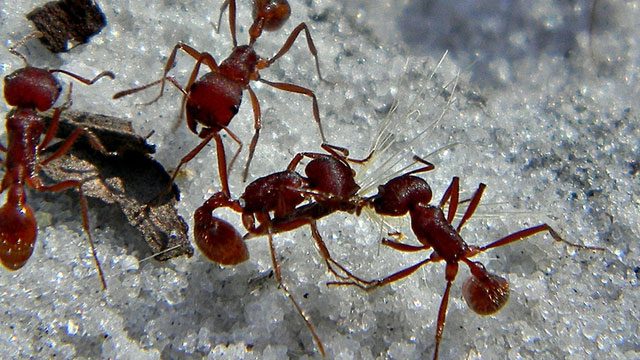 If ants were the size of elephants, they would cause mass destruction as they expand their territory.