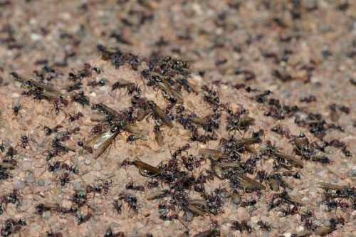 Unknown Facts About Ants