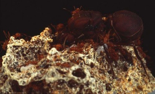 Unknown Facts About Ants