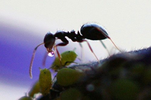 Unknown Facts About Ants