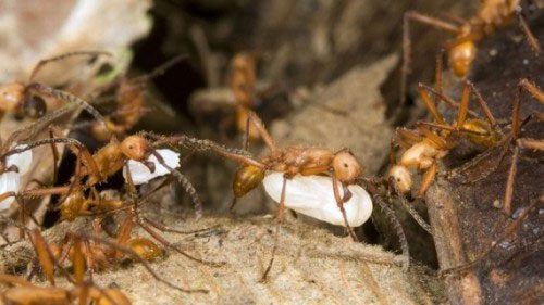 Unknown Facts About Ants