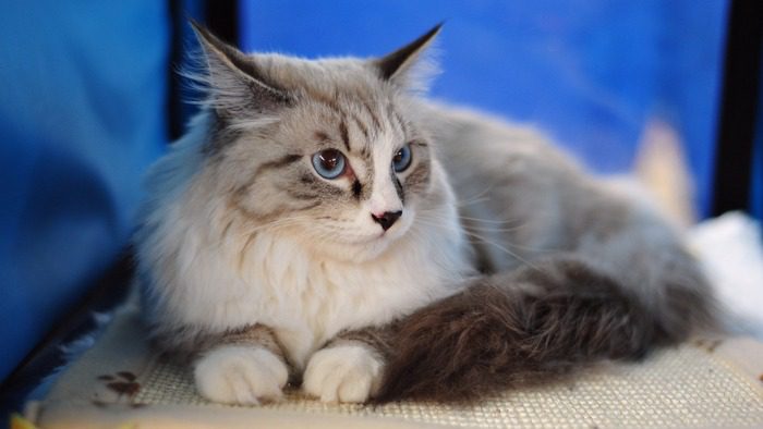 Maine Coon is a domesticated cat breed with distinctive physical characteristics and impressive hunting skills.