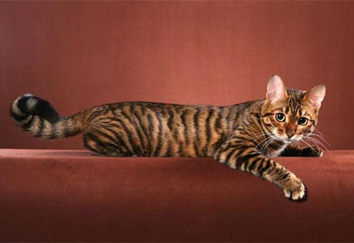 Toygers are essentially hybrid cats.