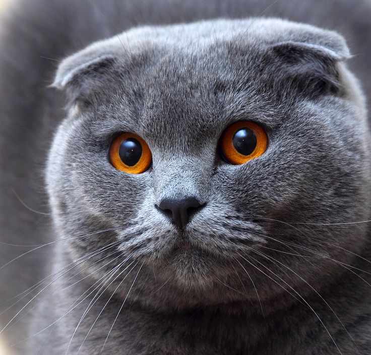 Scottish Fold breed from Scotland has a very special pair of ears with folds