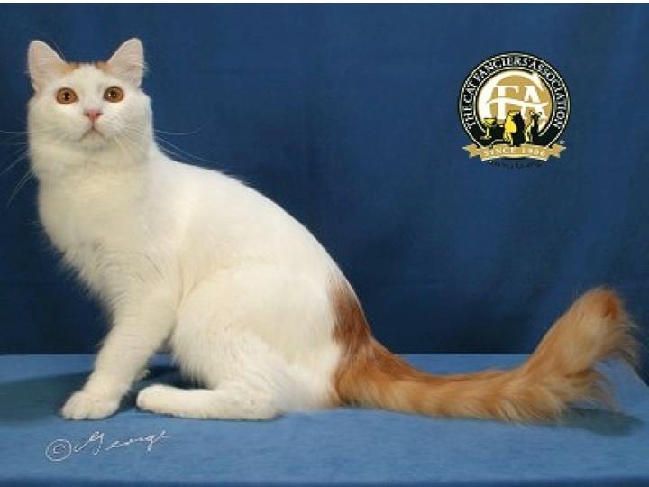 Turkish Van