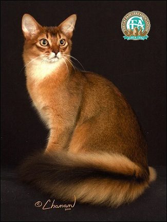 Somali Cat resembles a small fox