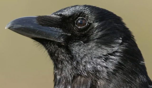 Crows also possess primary consciousness.