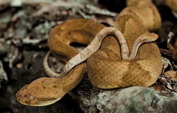 The mature length of the golden lancehead viper can exceed one meter, and its venom is five times stronger than that of mainland snakes.