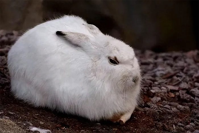 Rabbits also play a role in cultural customs and religious beliefs.