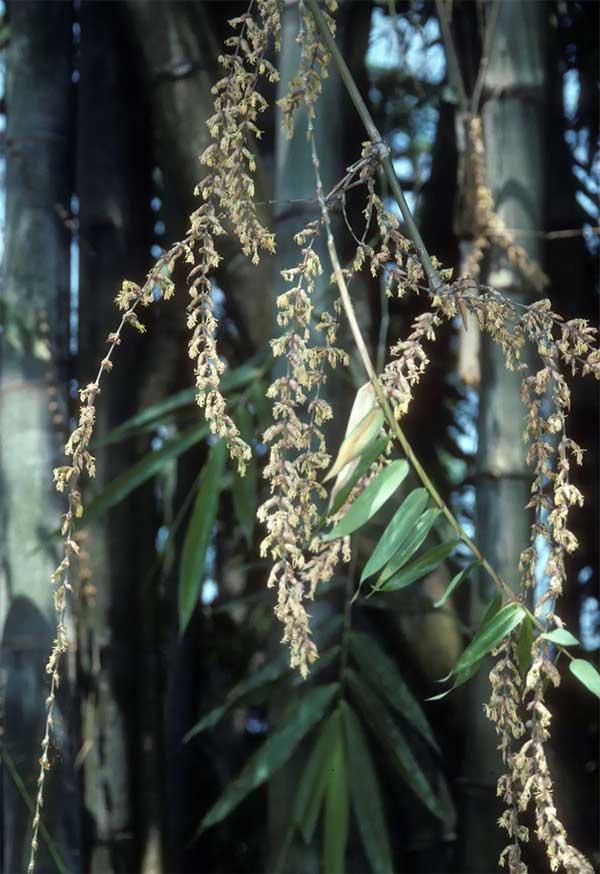 Bamboo flowers grow in large clusters.