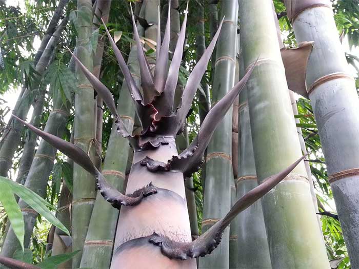 This species of bamboo is edible.