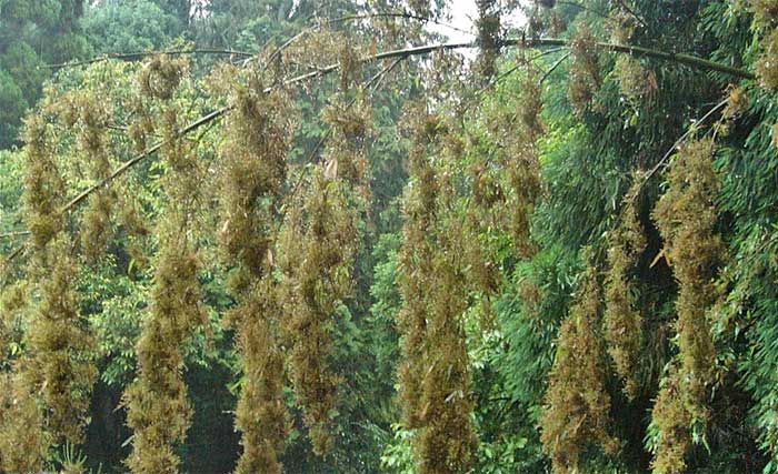 Bamboo also exhibits mass flowering phenomena.