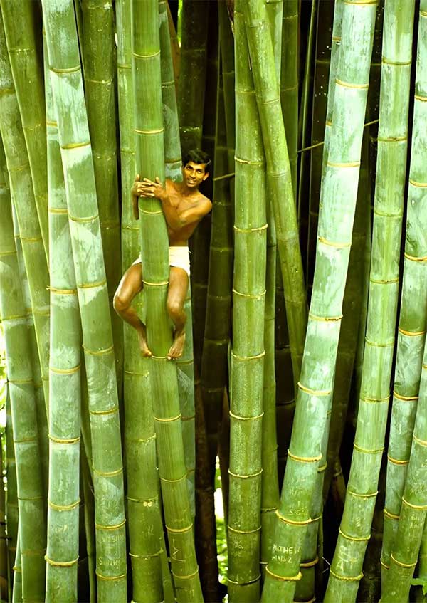 This is the tallest bamboo and one of the largest bamboo species on the planet.