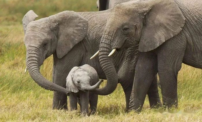 Elephants have never had real natural enemies.