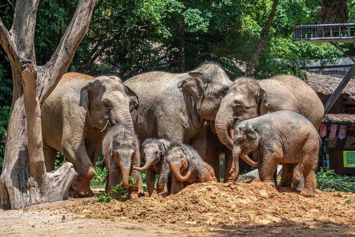 Three currently recognized species: African bush elephants, African forest elephants, and Asian elephants.