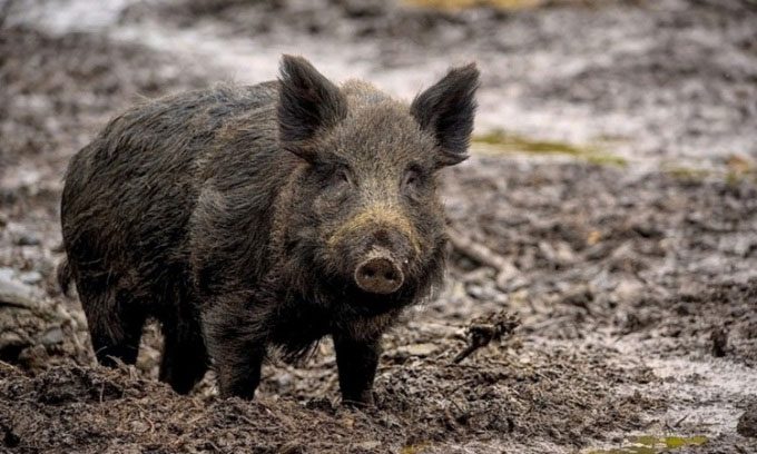 Wild boars are becoming a nuisance in many provinces in China.