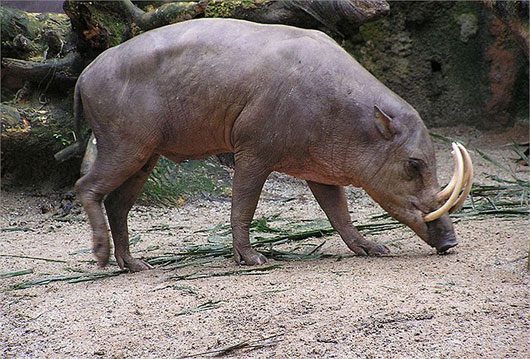 The peculiar pig monster in Indonesia