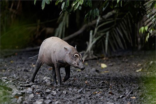 The peculiar pig monster in Indonesia