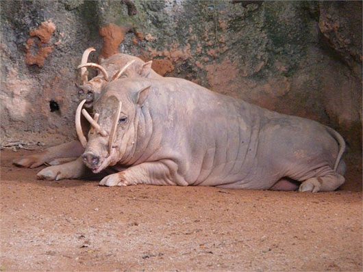 The peculiar pig monster in Indonesia