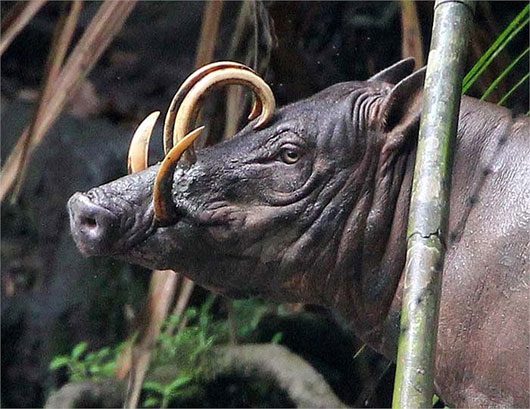 The peculiar pig monster in Indonesia