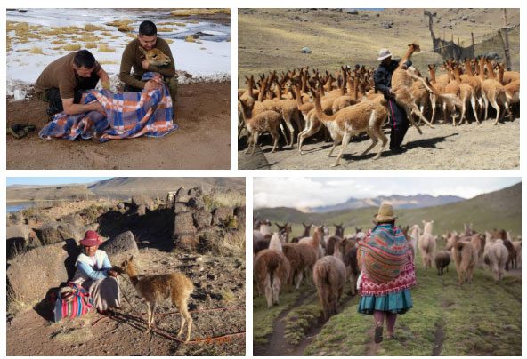 Today, Vicuñas frolic again in the high mountains of the Andes.