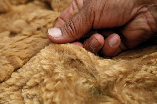 The thick, soft wool of the Vicuña.