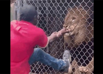 long wait for the lion to bite the young man gets 120671