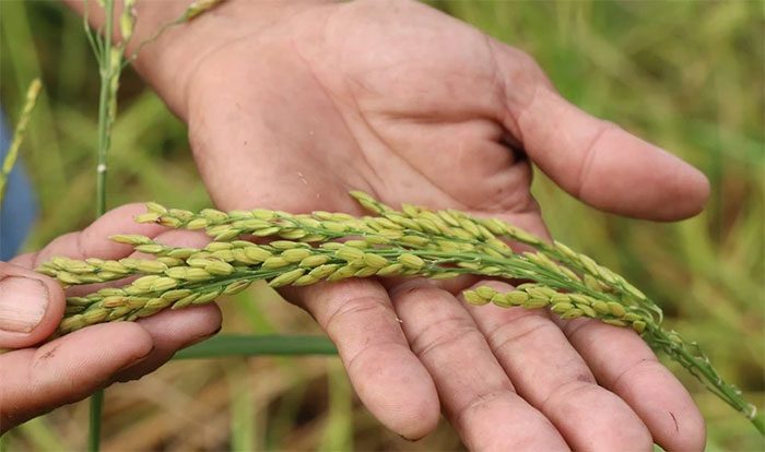 Flood-season rice blooms abundantly with large, round grains.