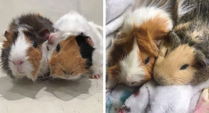 Owning only one guinea pig in Switzerland is illegal