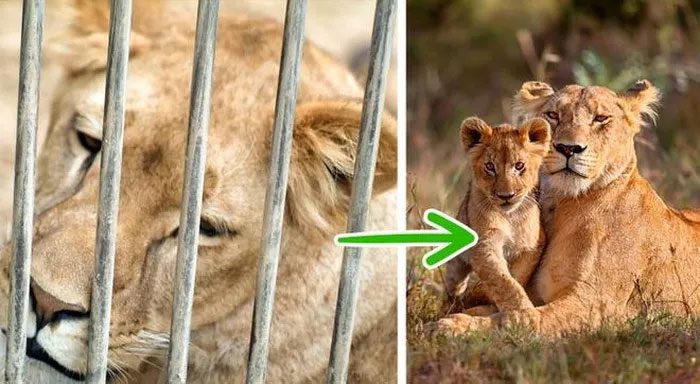 South Africa will ban keeping lions in captivity