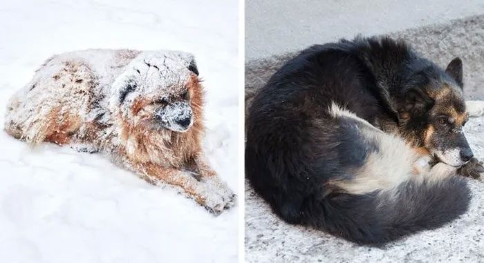 In some US states, letting your dog outside in cold weather is illegal