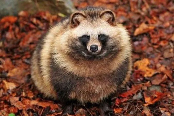 Raccoon dog