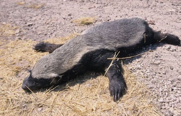 Honey badgers need to sunbathe for vitamin D