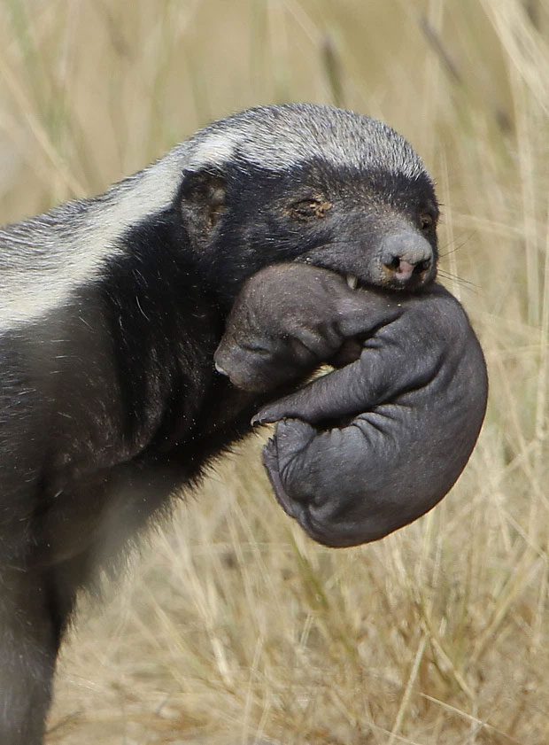 A mother honey badger carries her cub across the dry grasslands in Kgalagadi Transfrontier Park, South Africa.