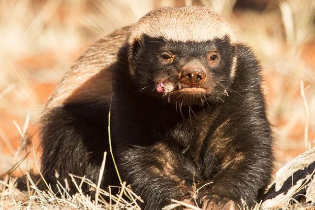 Oh, hello, I'm the honey badger.