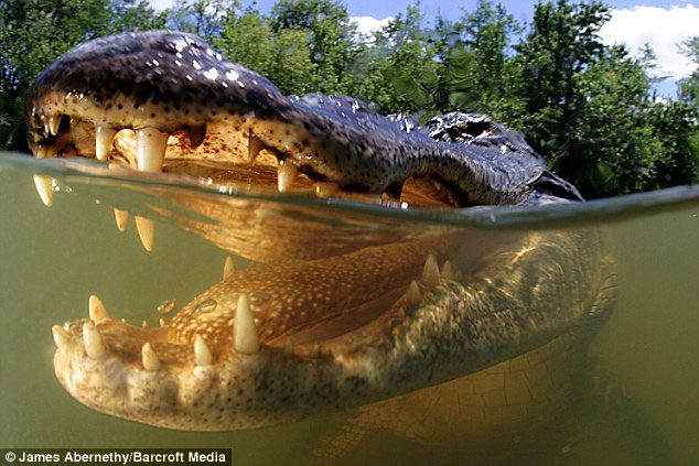 Crocodile tongue is attached to the lower jaw.