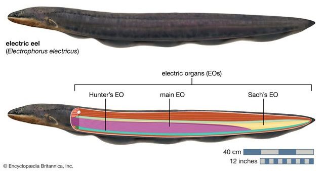 Location of electric organs in the electric eel Electrophorus electricus.