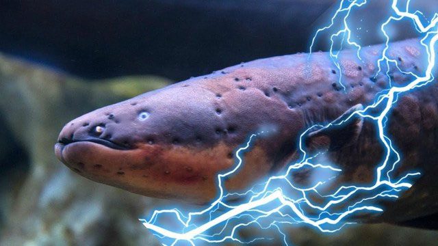 How do electric eels generate electricity?