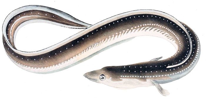 Japanese eel successfully escapes from the stomach of predatory fish
