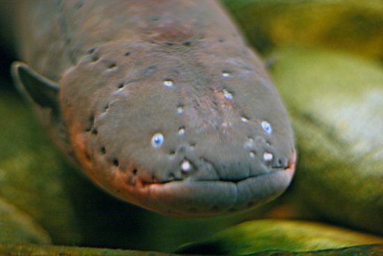 Electric Eel