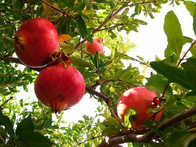 Heavy Pomegranate.