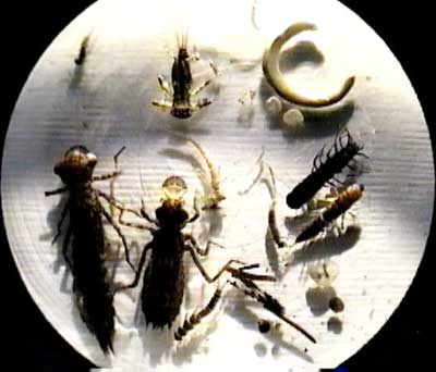 macroinvertebrates 400