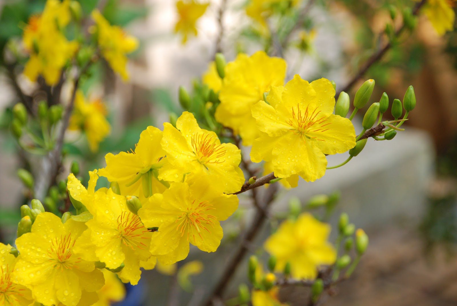 When the apricot leaves appear old but the buds are still small, there is a risk of blooming after Tet, so leaf pruning should be done early, around the 10th to 12th of the lunar month.