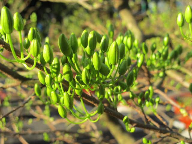 If the yellow apricot leaves appear wilted and about to drop, and the buds are quite large, the apricot may bloom earlier than Tet.