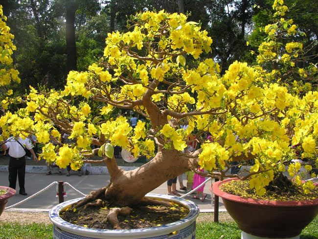 Rain, sunshine, and wind are the primary concerns for yellow apricot flower growers. Just a change in weather can significantly impact the entire garden, which is the main source of income for farmers during Tet.