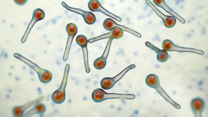 Tetanus bacteria under a microscope.